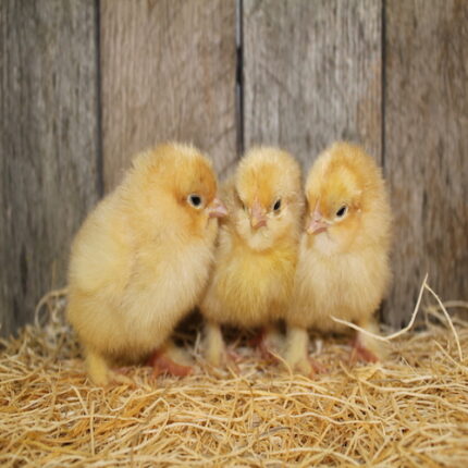 Buff Cochin Chicks