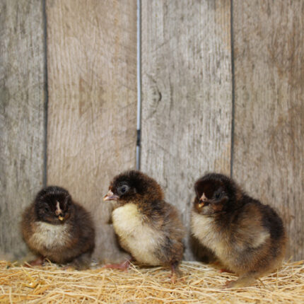 partridge cochin chicks