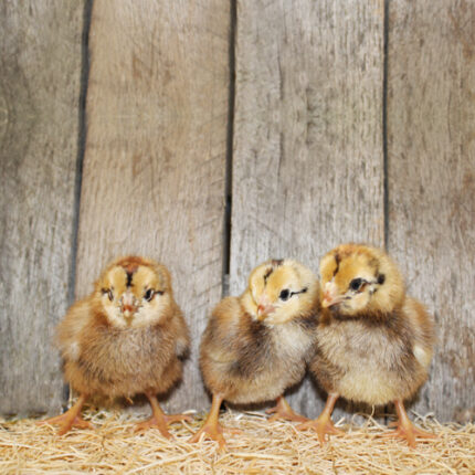 Dark Cornish Chicks