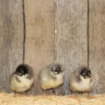 Blue Australorp Chicks