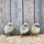Lavender Orpington Chicks