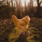 Brown egg layers for sale