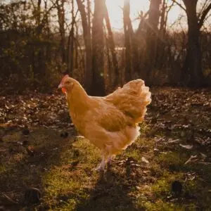 Brown egg layers for sale