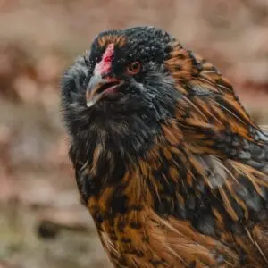 colored egg layers for sale