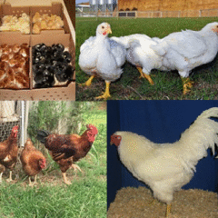 Broilers for sale