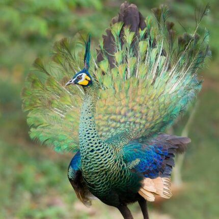 peafowl for sale