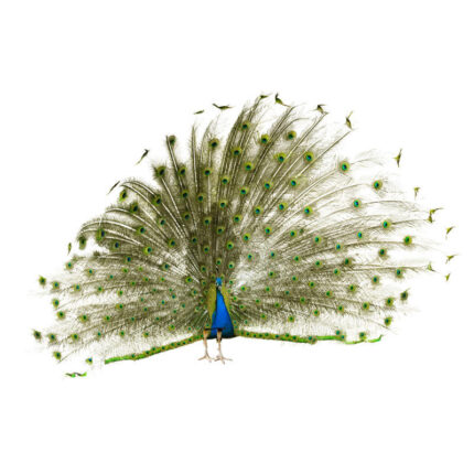 blue india peafowl for sale