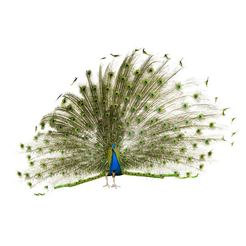 blue india peafowl for sale