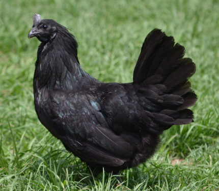 ayam cemani chicks for sale