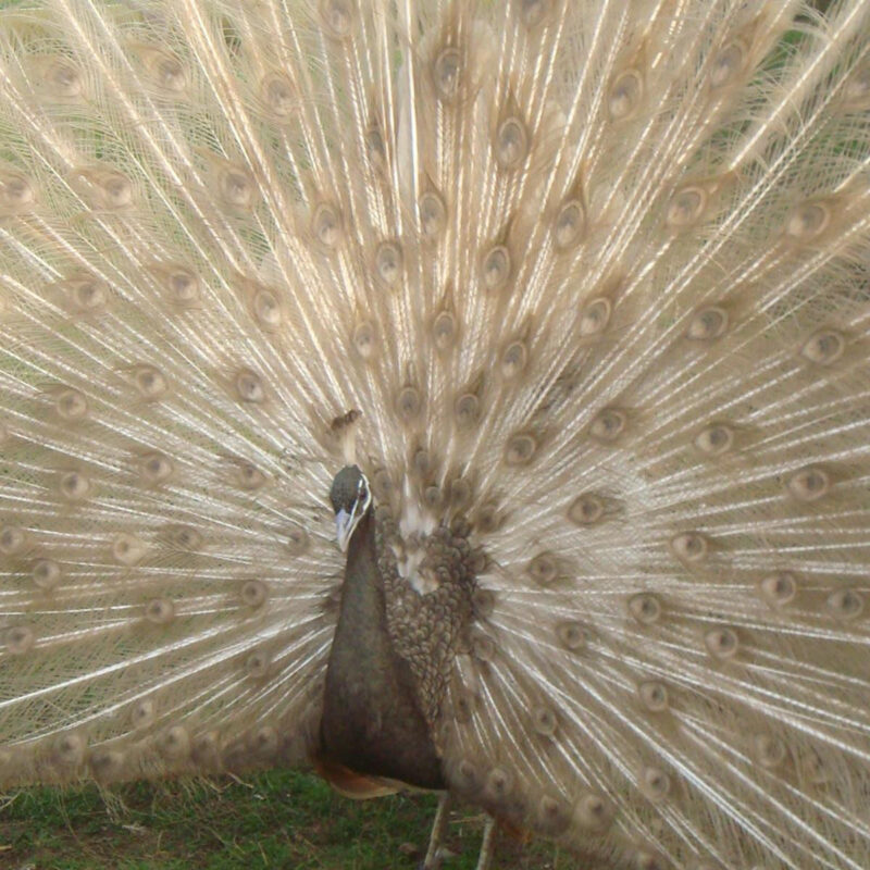 Cameo Peafowl for Sale