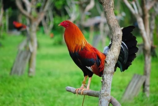 roundhead rooster​