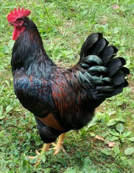 barnevelder rooster