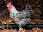 cuckoo marans rooster