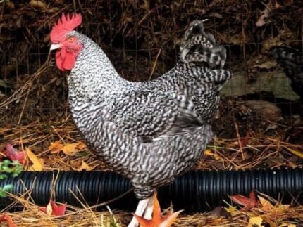 cuckoo marans rooster