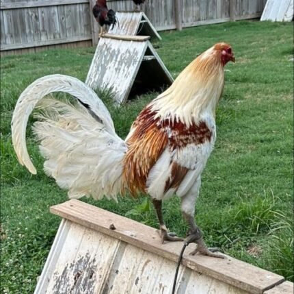 miner blue rooster
