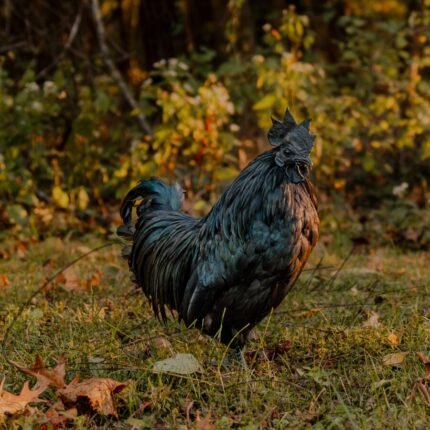 ayam cemani rooster for sale​