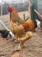 buff brahma roosters​