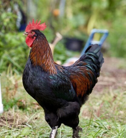 black copper marans rooster