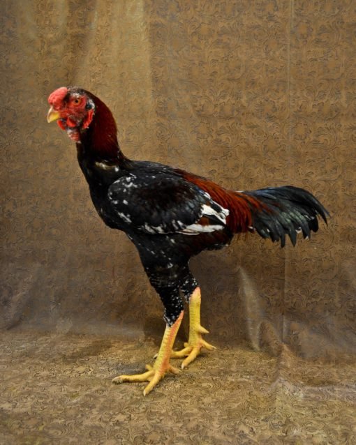 malay rooster for sale
