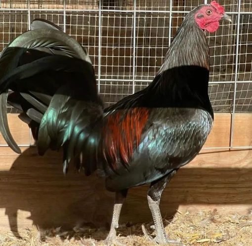 black mcrae rooster