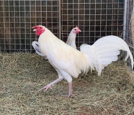 white kelso rooster