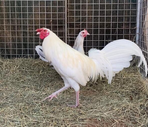 white kelso rooster