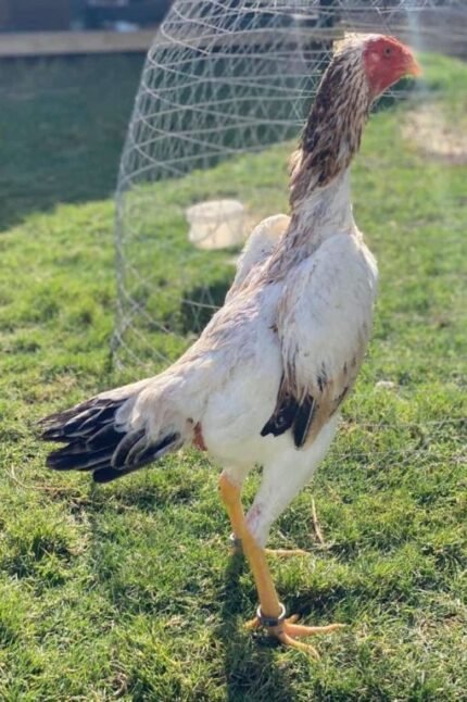 shamo chickens for sale