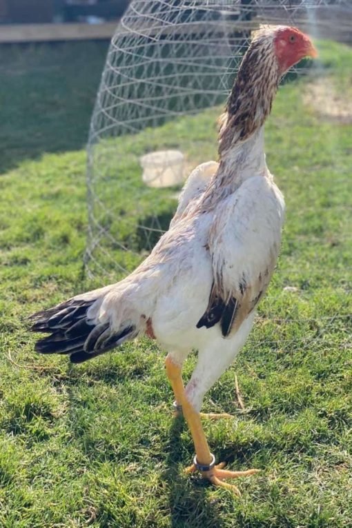 shamo chickens for sale shamo chickens for sale