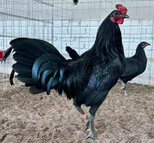warhorse rooster