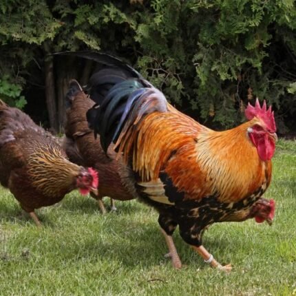welsummer rooster​