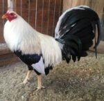 frost grey gamefowl