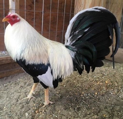 frost grey gamefowl