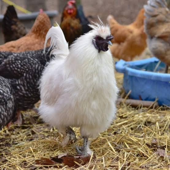 silkie rooster for sale silkie rooster for sale