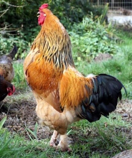 buff brahma roosters​