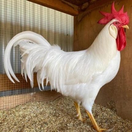 white leghorn rooster​
