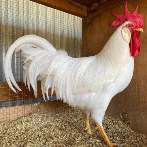 white leghorn rooster white leghorn rooster