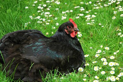 black chicken breeds