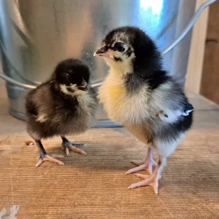french black copper marans